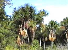 Morische-Palmen