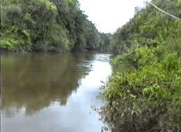 Kleiner Fluss im Urwald in Venezuela